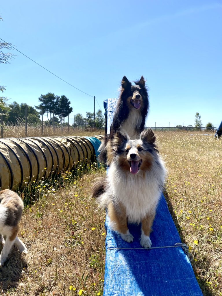 Guardería canina